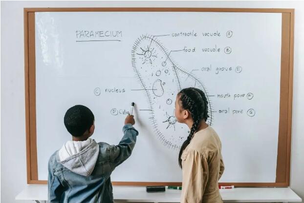 这样学习A-level生物，效率更高！