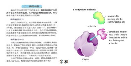 Alevel 生物与普高生物对比两者差别在哪？